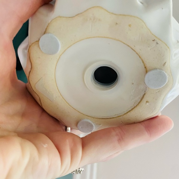 Variegated Pepperomia in LECA & Pot - Picture 5 of 6